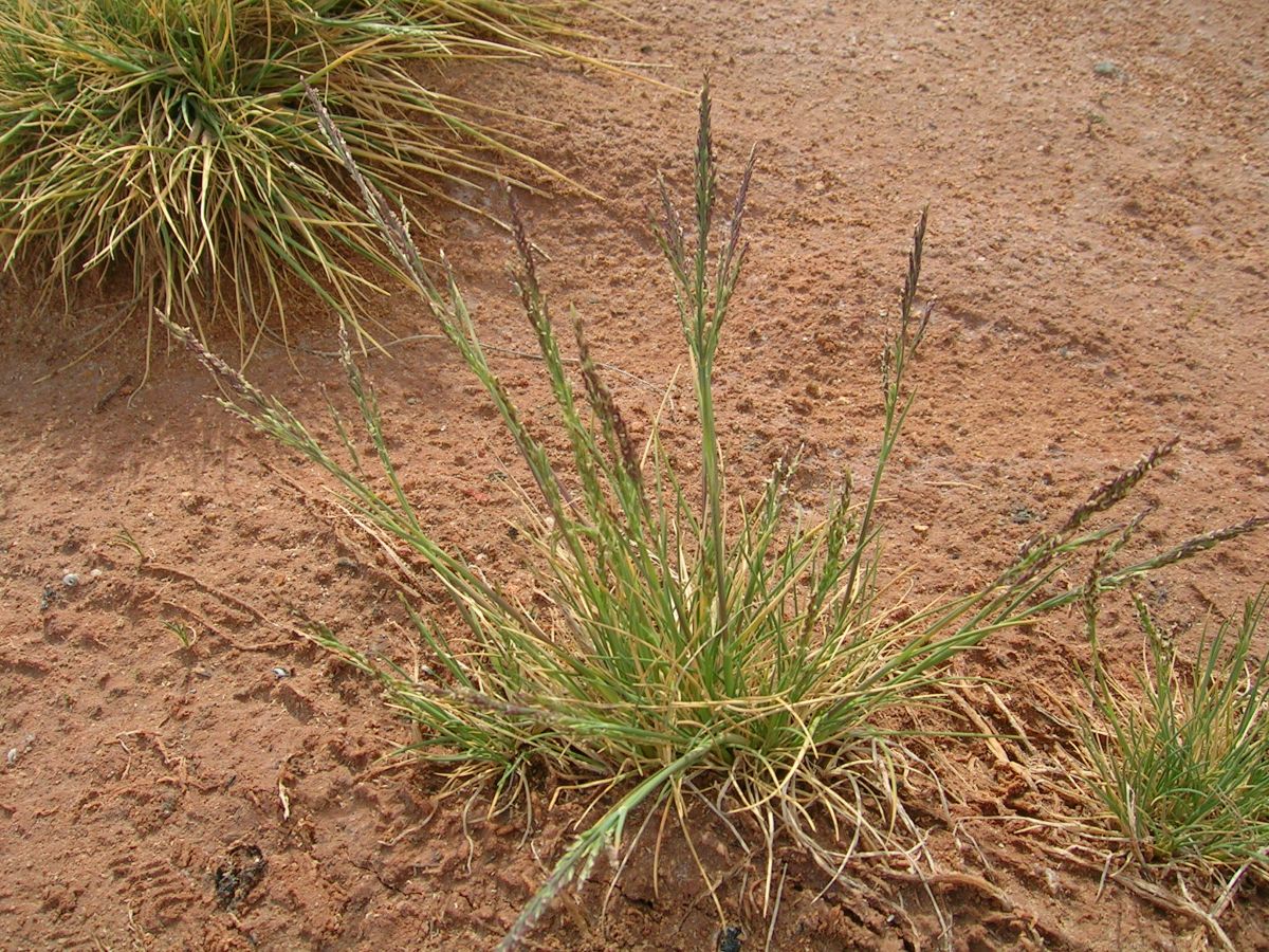 Puccinellia hispanica