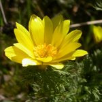 Adonis vernalis