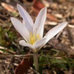 Crocus nevadensis